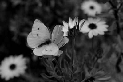 Close-up of butterfly on flowers