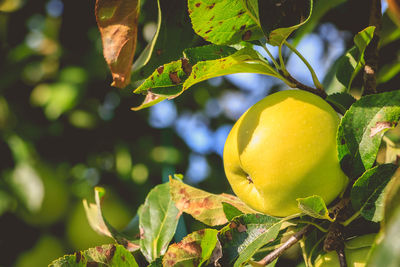 Close-up of fruit growing on tree