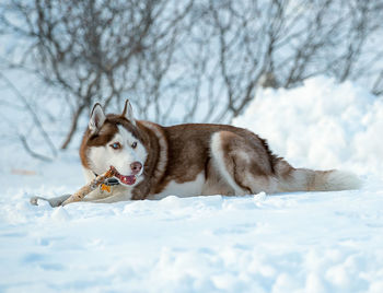 View of a dog on snow covered field