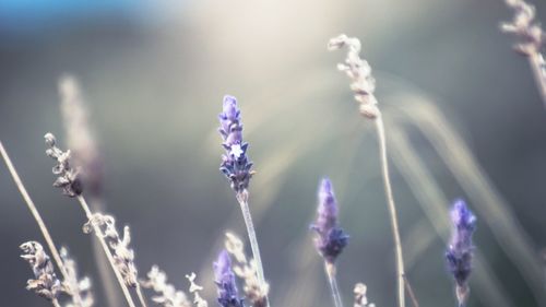 Low angle view of tree