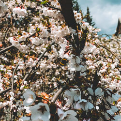 Close-up of cherry blossom