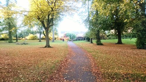 Road passing through forest