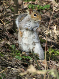 Squirrel on a field