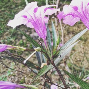 Close-up of purple flower