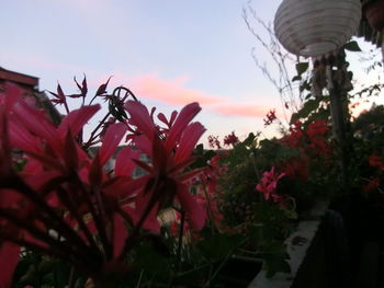 Low angle view of red flowers blooming against sky