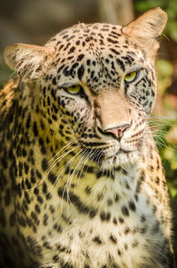 Close-up portrait of tiger