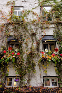 Potted plants against building