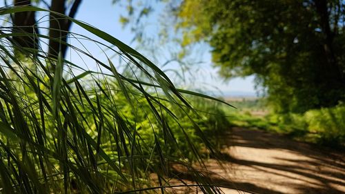 Close-up of grass growing on field against sky