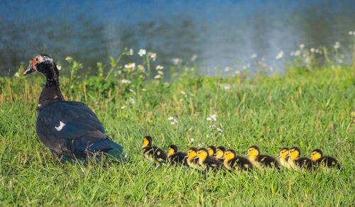 View of birds on land