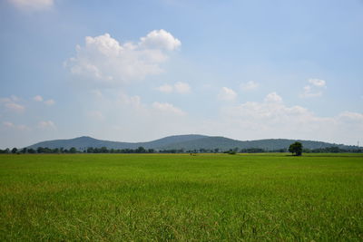 Scenic view of agricultural field against sky