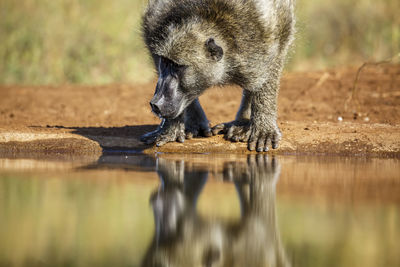 Close-up of an animal