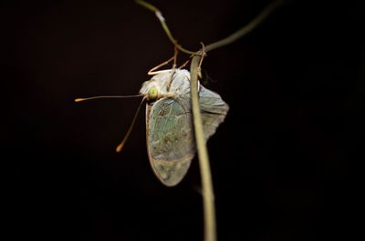 Close-up of insect