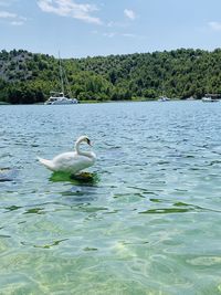 Swan swimming in lake