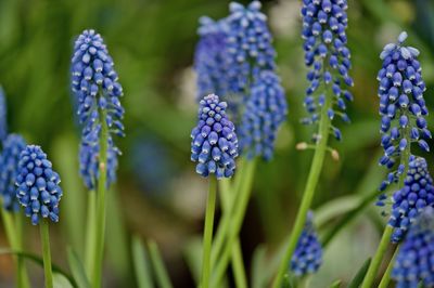 Close-up of purple flowering plants