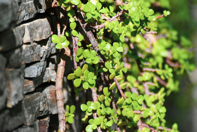 Close-up of fresh green plant against wall