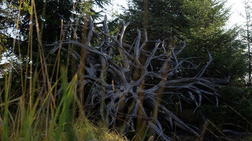 Trees growing on field in forest