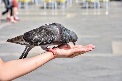 Close-up of person hand holding bird