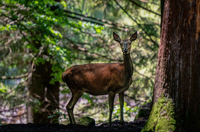 Deer in a forest