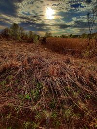 Scenic view of field against sky during sunset