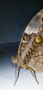 Close-up of butterfly