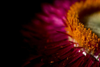 Close-up of yellow flower