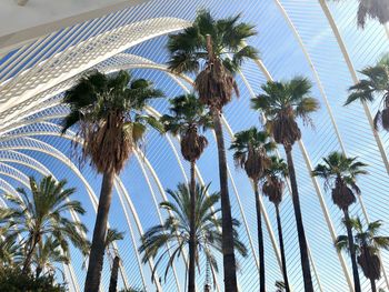 Low angle view of palm trees against sky