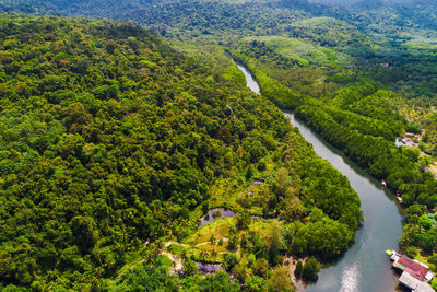 High angle view of trees and plants in forest