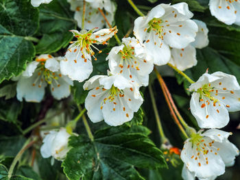 Close-up of white cherry blossoms