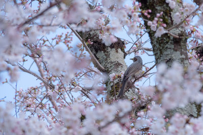 Cherry blossoms in spring