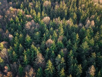 High angle view of pine tree
