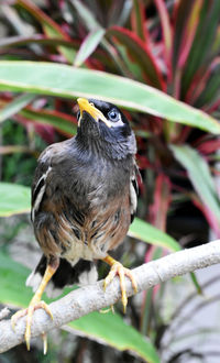 Close-up of bird perching on branch