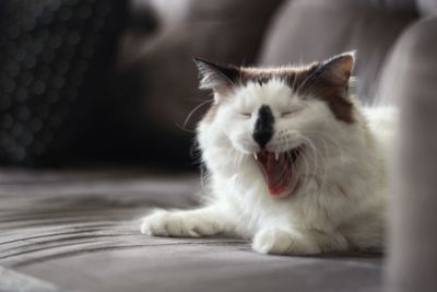 Close-up of a cat smilling