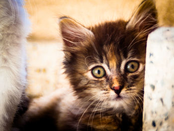 Close-up portrait of cat