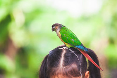 Close-up of bird perching on girl head