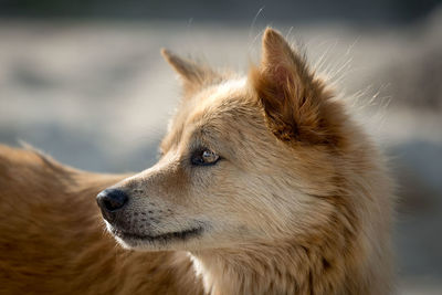 Close-up of dog outdoors