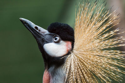 Close-up of a bird looking away