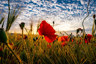 Close-up of red poppy flowers on field against sky