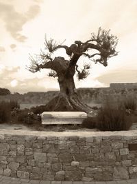 Statue on tree against sky