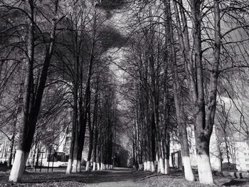 Narrow pathway along bare trees