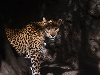 Portrait of leopard in forest