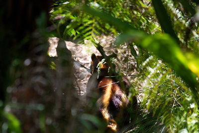 Close-up of squirrel on tree