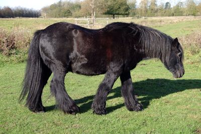 Horse grazing in pasture