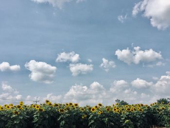 Low angle view of yellow flowering plants against sky