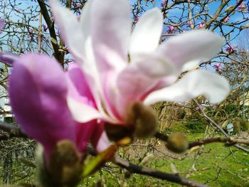 Close-up of pink flower tree