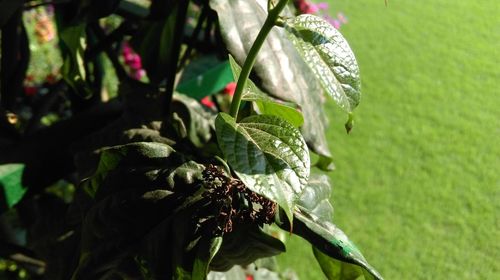 Close-up of grasshopper on plant