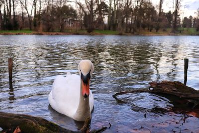 Swan floating on lake