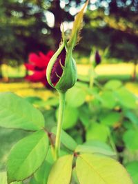 Close-up of fresh green plant