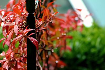 Close-up of red maple leaves on plant