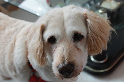 Close-up portrait of dog