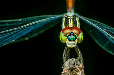 Close-up of dragonfly on plant against black background